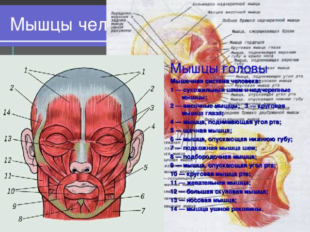 Мышцы человеческого тела Мышцы головы Мышцы головы Мышечная система человека: 1 — сухожильный шлем и надчерепные мышцы; 2 — височные мышцы; 3 — круговая мышца глаза; 4 — мышца, поднимающая угол рта; 5 — щечная мышца; 6 — мышца, опускающая нижнюю губу; 7 — подкожная мышца шеи; 8 — подбородочная мышца; 9 — мышца, опускающая угол рта; 10 — круговая мышца рта; 11 — жевательная мышца; 12 — большая скуловая мышца; 13 — носовая мышца; 14 — мышца ушной раковины . 