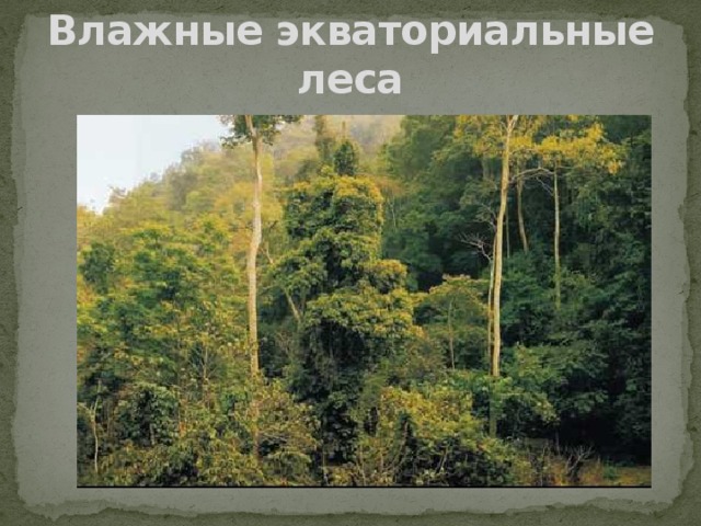 Влажные экваториальные леса 
