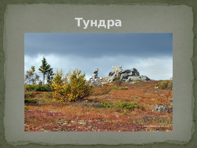 Тундра 