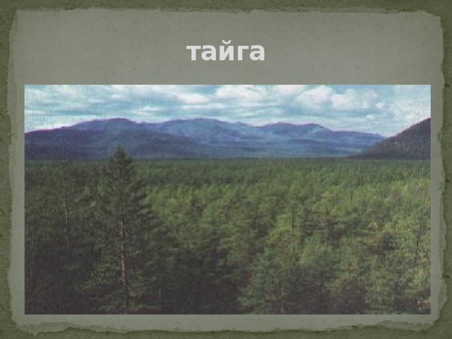 тайга 