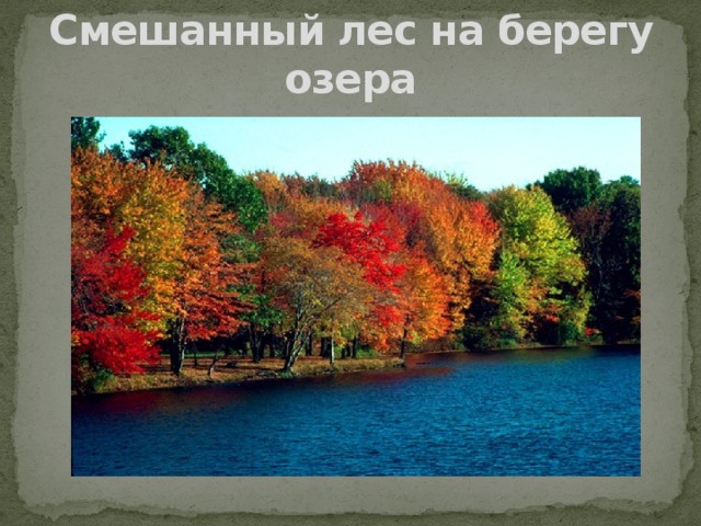 Смешанный лес на берегу озера 