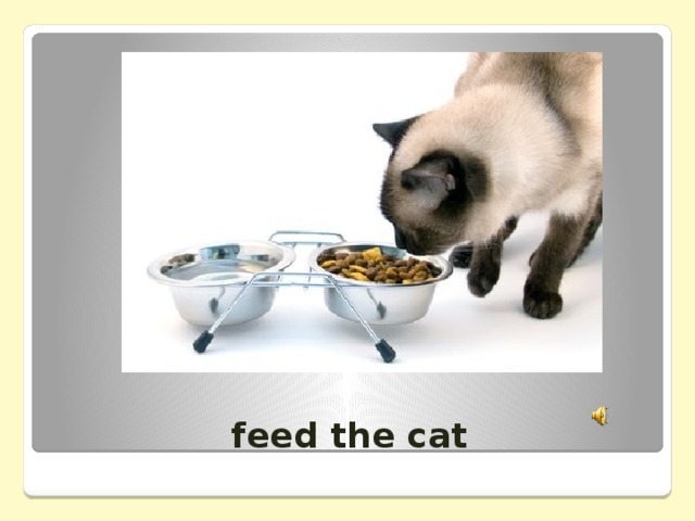 feed the cat