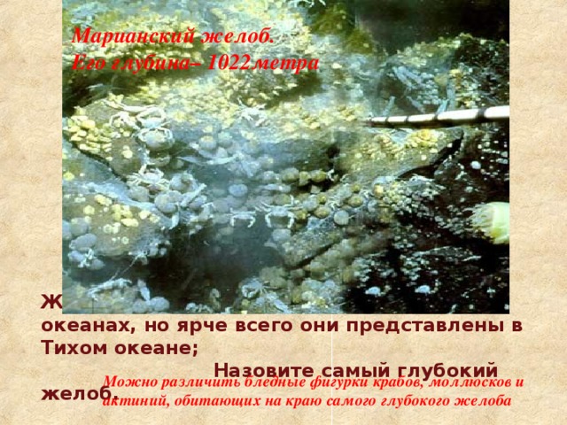 Марианский желоб. Его глубина– 1022метра Желоба существуют во всех мировых океанах, но ярче всего они представлены в Тихом океане;  Назовите самый глубокий желоб. Можно различить бледные фигурки крабов, моллюсков и актиний, обитающих на краю самого глубокого желоба 