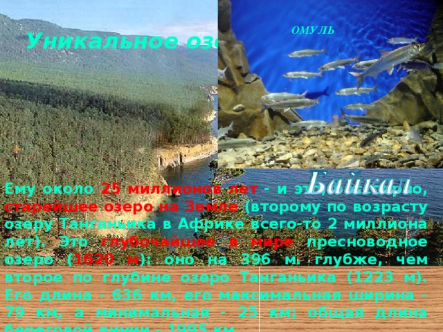 ОМУЛЬ Уникальное озеро Ему около 25 миллионов лет - и это, бесспорно, старейшее озеро на Земле (второму по возрасту озеру Танганьика в Африке всего-то 2 миллиона лет). Это глубочайшее в мире пресноводное озеро ( 1620 м ): оно на 396 м. глубже, чем второе по глубине озеро Танганьика (1223 м). Его длина - 636 км, его максимальная ширина - 79 км, а минимальная - 25 км; общая длина береговой линии - 1995 км. 