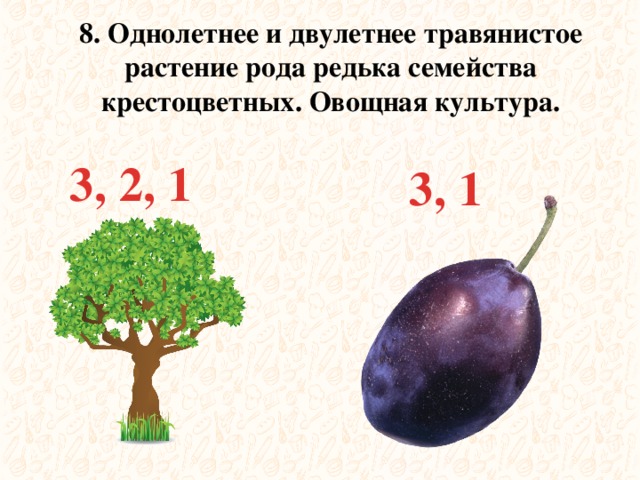 8. Однолетнее и двулетнее травянистое растение рода редька семейства крестоцветных. Овощная культура. 3, 2, 1 3, 1 