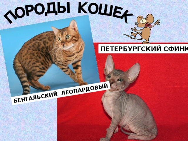 БЕНГАЛЬСКИЙ ЛЕОПАРДОВЫЙ ПЕТЕРБУРГСКИЙ СФИНКС Калинина Нина -учитель ИЗО и черчения. Черняховск 