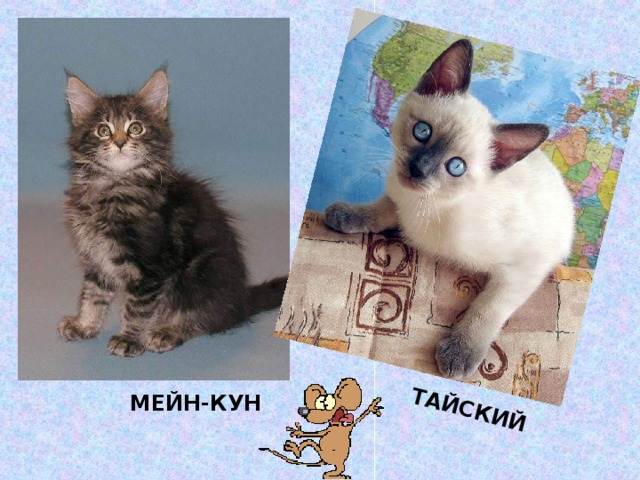 ТАЙСКИЙ МЕЙН-КУН 