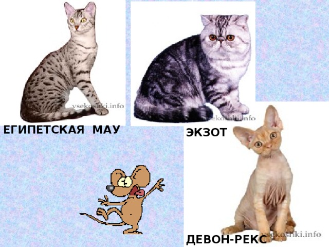ЕГИПЕТСКАЯ МАУ ЭКЗОТ ДЕВОН-РЕКС 