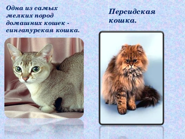 Одна из самых мелких пород домашних кошек - сингапурская кошка.  Персидская кошка. 
