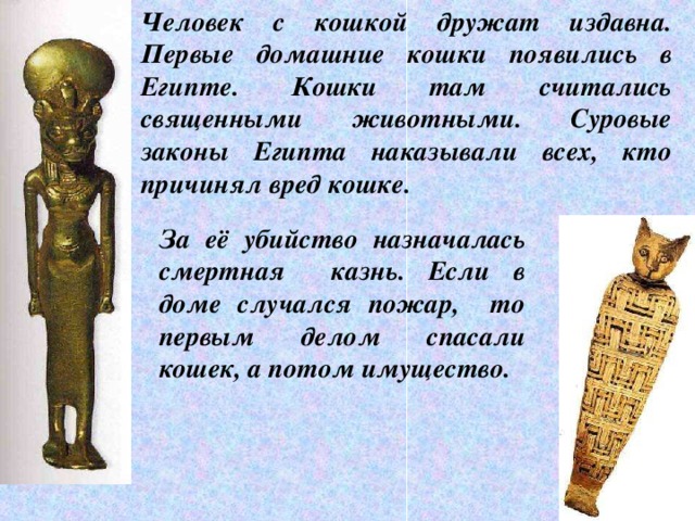 Человек с кошкой дружат издавна. Первые домашние кошки появились в Египте. Кошки там считались священными животными. Суровые законы Египта наказывали всех, кто причинял вред кошке. За её убийство назначалась смертная казнь. Если в доме случался пожар, то первым делом спасали кошек, а потом имущество. 6 