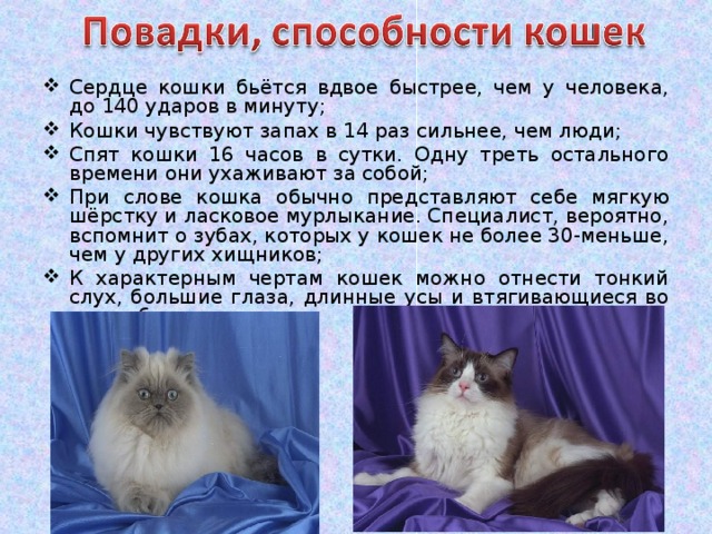 Сердце кошки бьётся вдвое быстрее, чем у человека, до 140 ударов в минуту; Кошки чувствуют запах в 14 раз сильнее, чем люди; Спят кошки 16 часов в сутки. Одну треть остального времени они ухаживают за собой; При слове кошка обычно представляют себе мягкую шёрстку и ласковое мурлыкание. Специалист, вероятно, вспомнит о зубах, которых у кошек не более 30-меньше, чем у других хищников; К характерным чертам кошек можно отнести тонкий слух, большие глаза, длинные усы и втягивающиеся во время бега когти. 