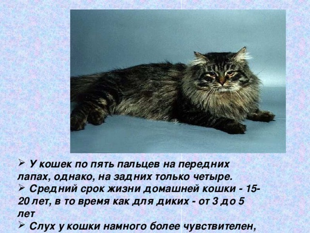  У кошек по пять пальцев на передних лапах, однако, на задних только четыре.  Средний срок жизни домашней кошки - 15-20 лет, в то время как для диких - от 3 до 5 лет  Слух у кошки намного более чувствителен, чем у человека или собаки. 