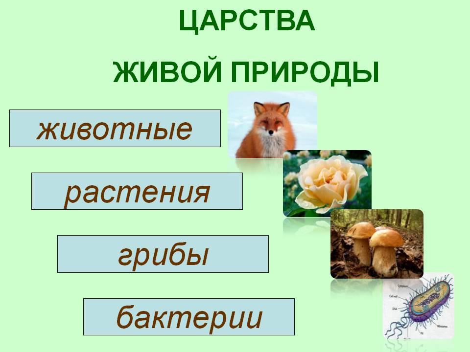 Проект живая природа 5 класс