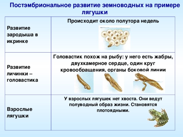 Постэмбриональное развитие земноводных на примере лягушки Развитие зародыша в икринке Происходит около полутора недель    Развитие личинки – головастика Головастик похож на рыбу: у него есть жабры, двухкамерное сердце, один круг кровообращения, органы боковой линии   Взрослые лягушки У взрослых лягушек нет хвоста. Они ведут полуводный образ жизни. Становятся плотоядными.   