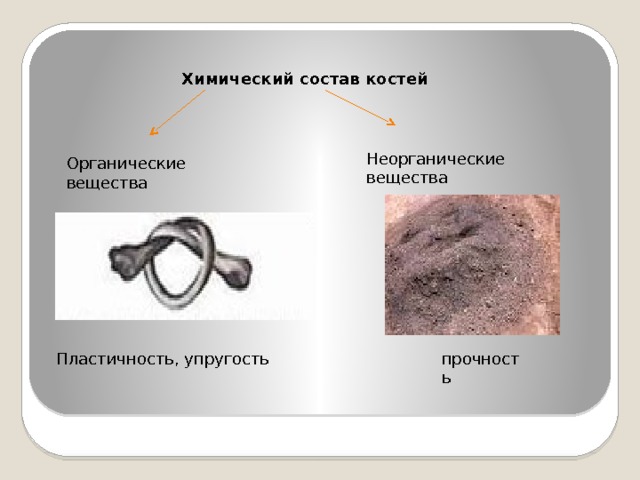Презентация химический состав костей