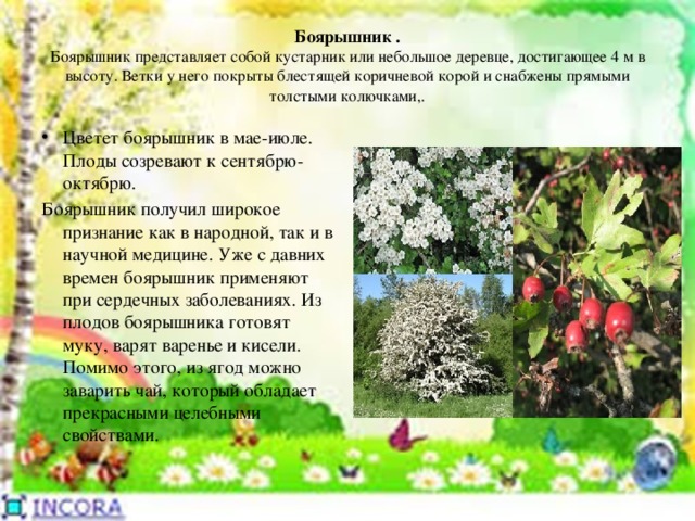 Паспорт Кустарника