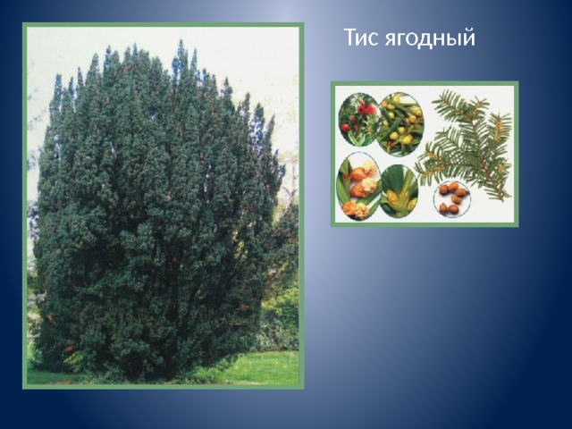 Рассмотрите изображения растений тис ягодный