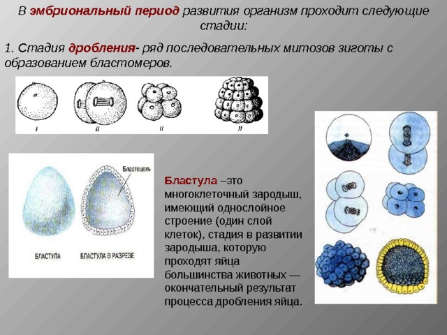 Рассмотрите рисунок на котором изображен процесс образования бластулы многоклеточного