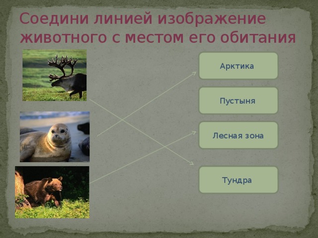 Схема питания арктической пустыни 4 класс