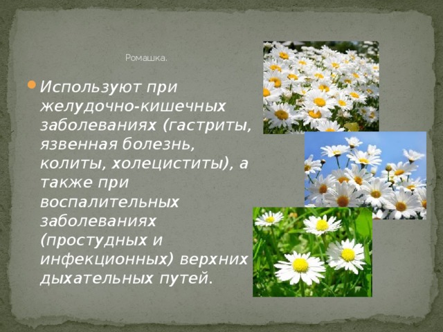  Ромашка.   Используют при желудочно-кишечных заболеваниях (гастриты, язвенная болезнь, колиты, холециститы), а также при воспалительных заболеваниях (простудных и инфекционных) верхних дыхательных путей.  