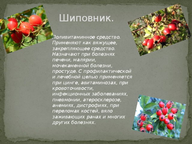 Шиповник.   Поливитаминное средство. Применяют как вяжущее, закрепляющее средство. Назначают при болезнях печени, малярии, мочекаменной болезни, простуде. С профилактической и лечебной целью применяется при цинге, авитаминозах, при кровоточивости, инфекционных заболеваниях, пневмонии, атеросклерозе, анемиях, дистрофиях, при переломах костей, вяло заживающих ранах и многих других болезнях.  