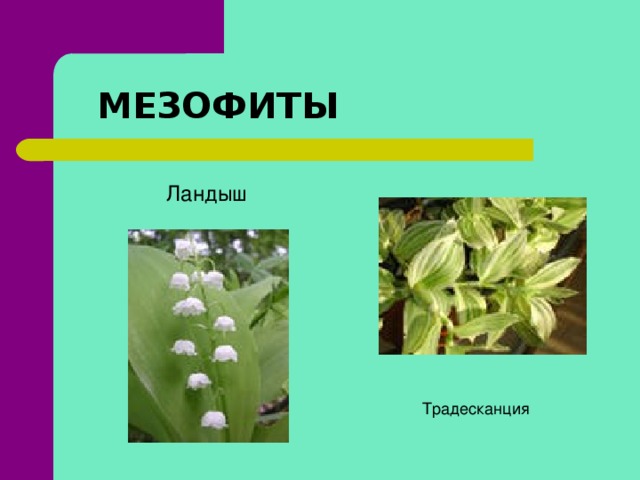 МЕЗОФИТЫ Ландыш Традесканция  