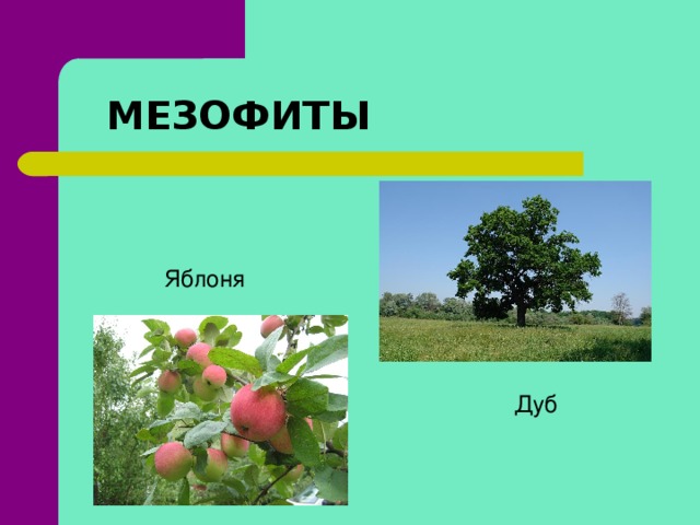 МЕЗОФИТЫ Яблоня Дуб  