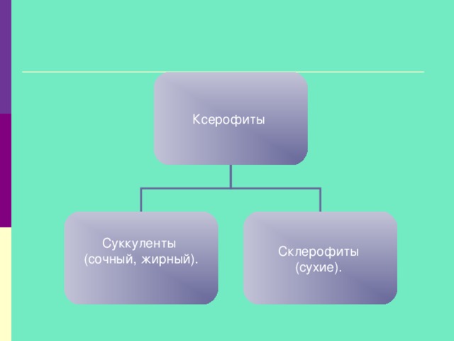 Ксерофиты Суккуленты (сочный, жирный). Склерофиты (сухие). 14 