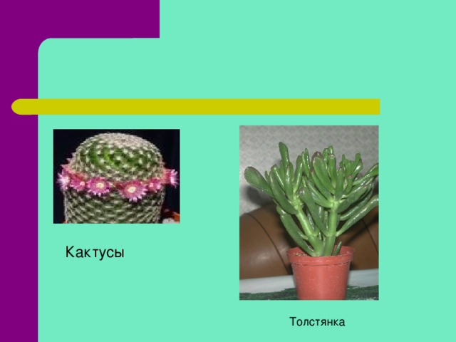 Кактусы Толстянка 14 