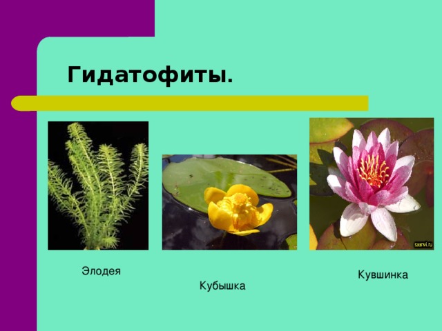 Гидатофиты . Элодея Кувшинка Кубышка  