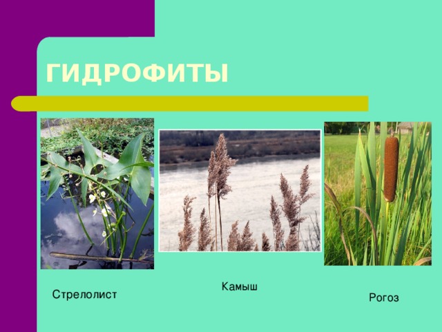ГИДРОФИТЫ Камыш Стрелолист Рогоз  