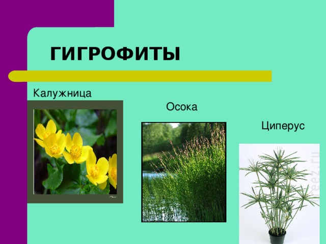ГИГРОФИТЫ Калужница Осока Циперус  