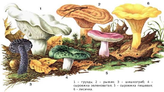 1 – груздь; 2 – рыжик; 3 – шишкогриб; 4 – сыроежка зеленоватая; 5 – сыроежка пищевая; 6 – лисичка.