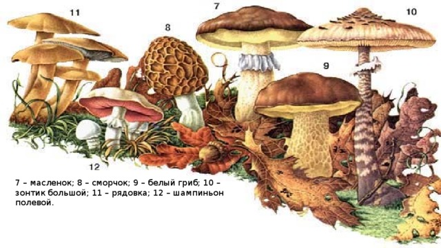 7 – масленок; 8 – сморчок; 9 – белый гриб; 10 – зонтик большой; 11 – рядовка; 12 – шампиньон полевой.