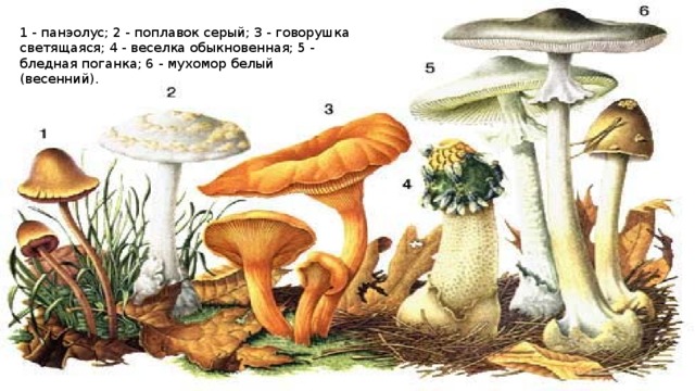 1 - панэолус; 2 - поплавок серый; 3 - говорушка светящаяся; 4 - веселка обыкновенная; 5 - бледная поганка; 6 - мухомор белый (весенний).