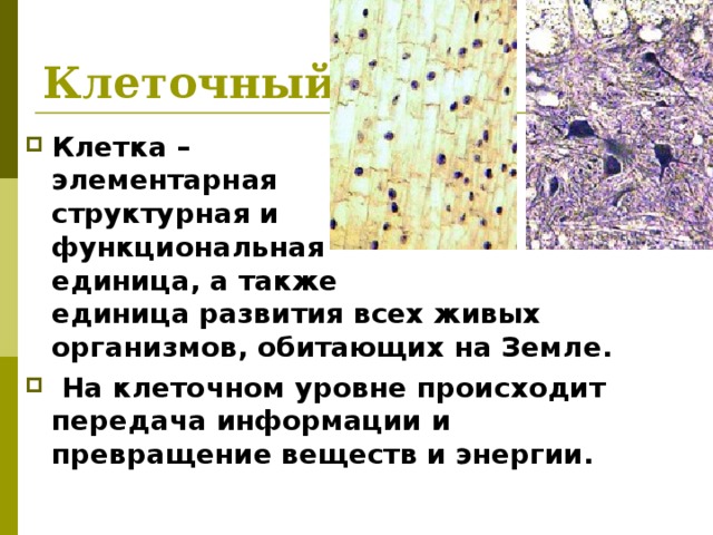 Проект клетка элементарная единица жизни на земле
