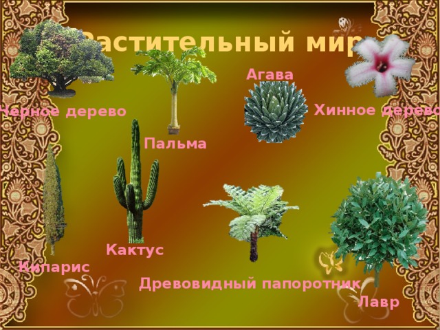 Растительный мир Агава Хинное дерево Черное дерево Пальма Кактус Кипарис Древовидный папоротник Лавр 
