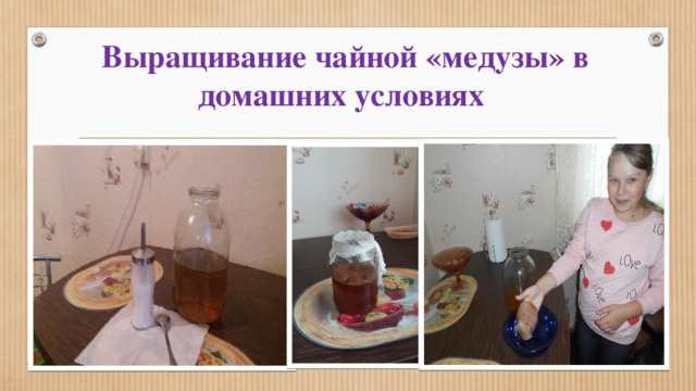 Выращивание чайной «медузы» в домашних условиях 