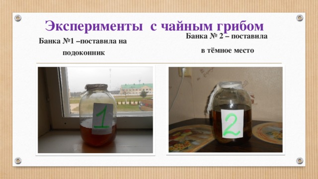 Эксперименты с чайным грибом Банка № 2 – поставила в тёмное место Банка №1 –поставила на  подоконник 