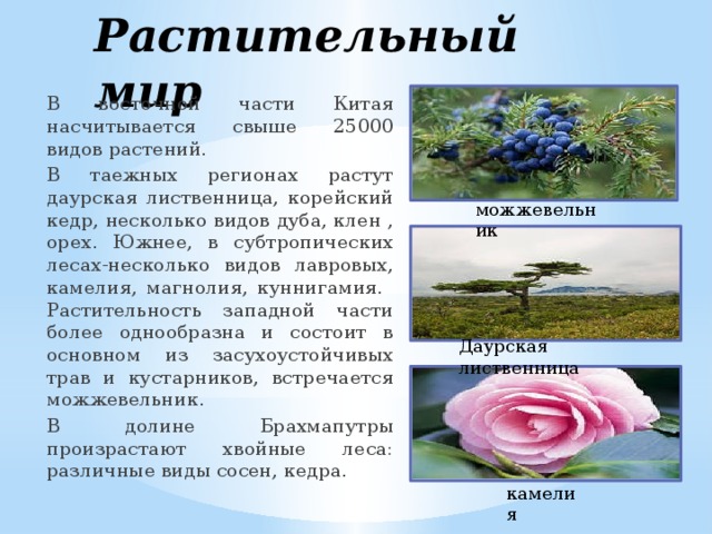Растительный мир  В восточной части Китая насчитывается свыше 25000 видов растений.  В таежных регионах растут даурская лиственница, корейский кедр, несколько видов дуба, клен , орех. Южнее, в субтропических лесах-несколько видов лавровых, камелия, магнолия, куннигамия.  Растительность западной части более однообразна и состоит в основном из засухоустойчивых трав и кустарников, встречается можжевельник.  В долине Брахмапутры произрастают хвойные леса: различные виды сосен, кедра. можжевельник Даурская лиственница камелия 