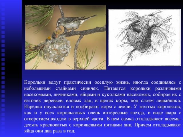 Птицы подготовка к егэ презентация