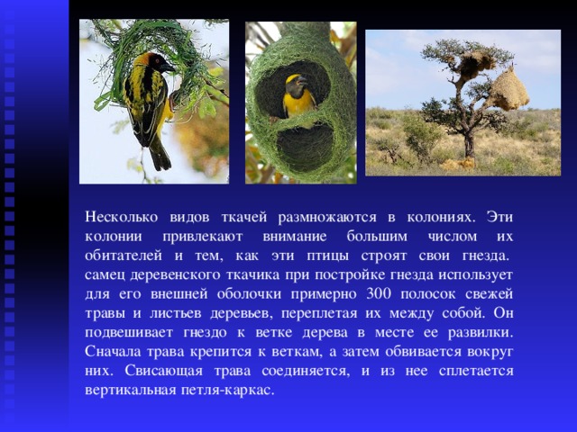 Птицы подготовка к егэ презентация