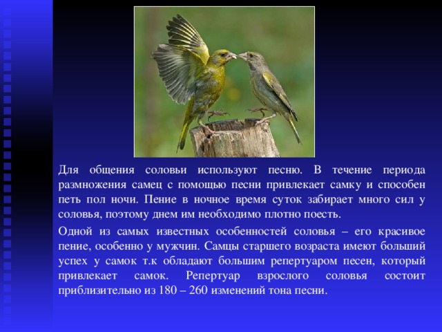 Почему соловьи поют ночью проект