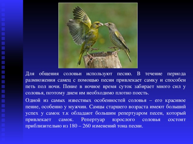 Почему соловьи поют ночью. Пение птиц привлекает самку. Поведение птиц в период размножения. Соловей кто поет самка или самец. Самцы соловьи привлекают самок.