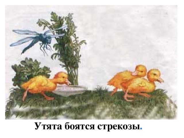 Утята боятся стрекозы .