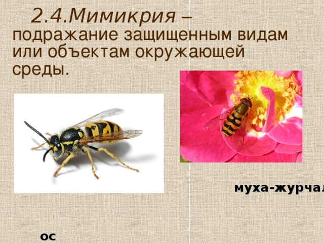 2.4.Мимикрия  – подражание защищенным видам или объектам окружающей среды. http://kak-i-pochemu.ru/wp-content/uploads/2011/06/European_wasp_white_bg.jpg – 30.11.2014 муха-журчалка оса 