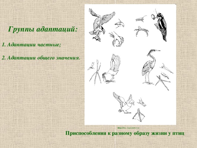 Группы адаптаций:  1. Адаптации частные;  2. Адаптации общего значения . http:// bio.1september.ru Приспособления к разному образу жизни у птиц 