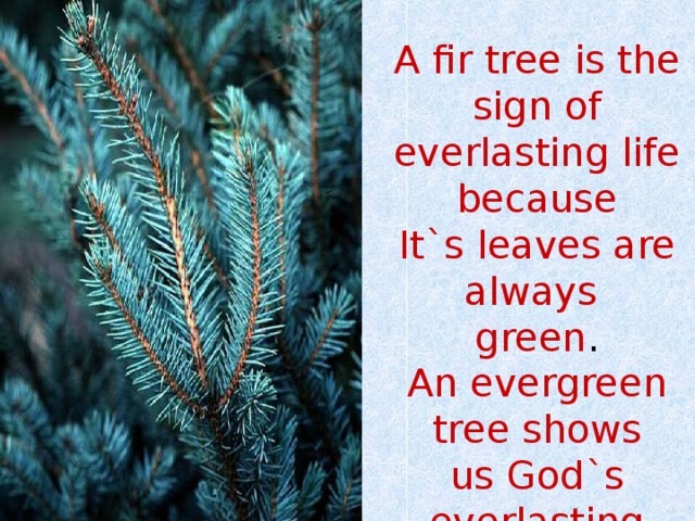 A fir tree is the sign of everlasting life because It`s leaves are always green . An evergreen tree shows us God`s everlasting Love . 