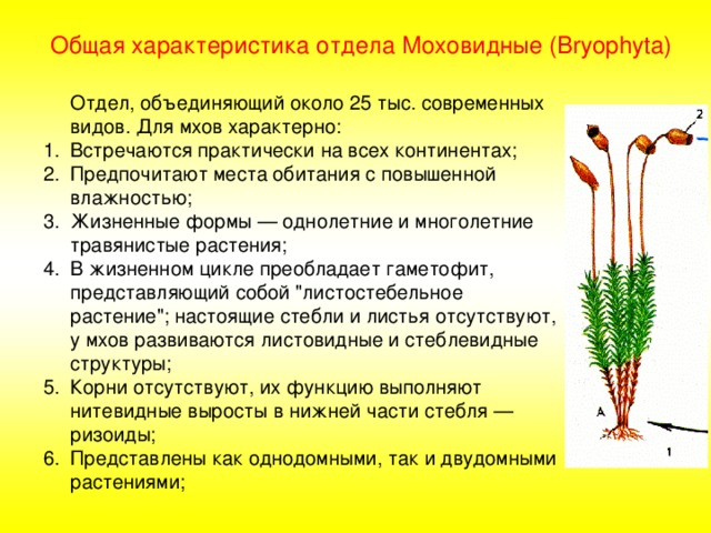 Общая характеристика отдела Моховидные (Bryophyta)  Отдел, объединяющий около 25 тыс. современных видов. Для мхов характерно: Встречаются практически на всех континентах; Предпочитают места обитания с повышенной влажностью; Жизненные формы — однолетние и многолетние травянистые растения; В жизненном цикле преобладает гаметофит, представляющий собой 