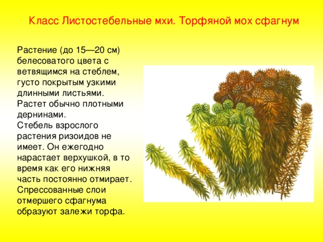 Класс Листостебельные мхи. Торфяной мох сфагнум Растение (до 15—20 см) белесоватого цвета с ветвящимся на стеблем, густо покрытым узкими длинными листьями. Растет обычно плотными дернинами. Стебель взрослого растения ризоидов не имеет. Он ежегодно нарастает верхушкой, в то время как его нижняя часть постоянно отмирает. Спрессованные слои отмершего сфагнума образуют залежи торфа. Торфяной мох сфагнум К К моменту созревания спор (в результате мейоза) верхняя часть стебля удлиняются и коробочки поднимаются над облиственной частью стебля. Крышечка коробочки отделяется и споры рассеиваются. Попав в благоприятные условия, споры прорастают в однослойную пластинчатую протонему, на которой возникают почки, дающие начало новым побегам мха. Сфагнум в четыре раза гигроскопичнее ваты и содержит вещество — сфагнон, обладающее антисептическим действием. Это делает возможным использовать сфагнум как перевязочный материал. 